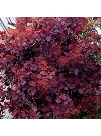 Скумпия Роял Пёпл (Cotinus coggygria Royal Purple)