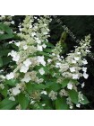 Гортензия метельчатая Левана (Hydrangea paniculata Levana)