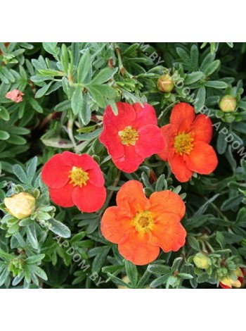 Лапчатка кустарниковая Мариан Ред Робин (Potentilla fruticosa Marian Red Robin)