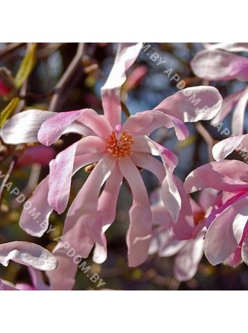 Магнолия звездчатая Розеа (Magnolia stellata Rosea)