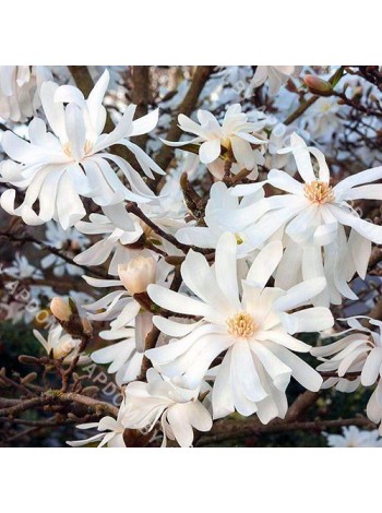 Магнолия звездчатая Роял Стар (Magnolia stellata Royal Star)