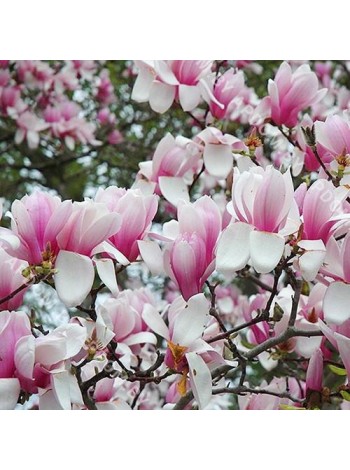 Магнолия Суланжа Вербаника (Magnolia soulangiana Verbanica)
