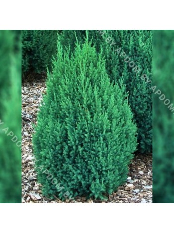 Можжевельник китайский Стрикта (Juniperus chinensis Stricta)