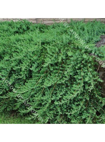 Можжевельник прибрежный Блю Пасифик (Juniperus conferta Blue Pacific)