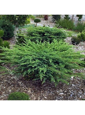 Можжевельник прибрежный Шлягер (Juniperus conferta Schlager )