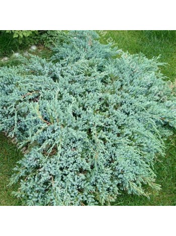 Можжевельник чешуйчатый Блю Свид  (Juniperus squamata Blue Swede)