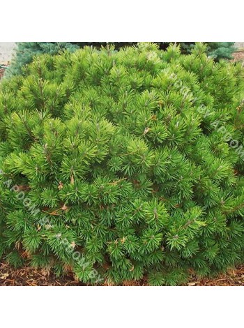 Сосна горная подвид Муго (Pinus mugo subsp. mugo)