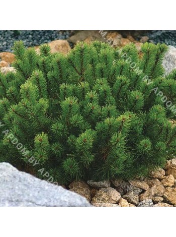 Сосна горная форма Пумилио (Pinus mugo var. pumilio)