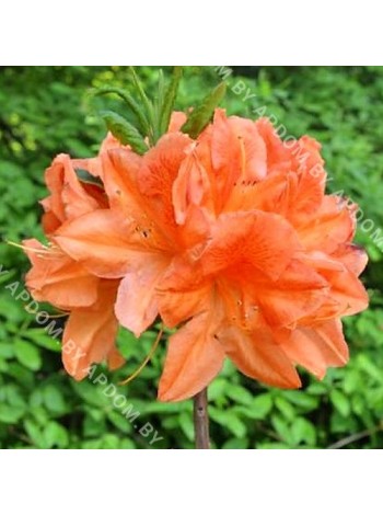 Азалия японская Спикс Оранж (Azalea japonica Speak’s Orange)
