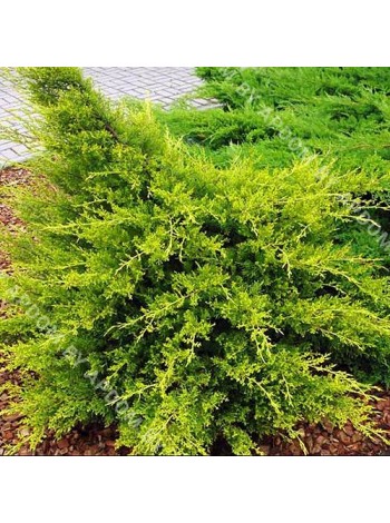 Можжевельник китайский Куривао Голд (Juniperus chinensis Kuriwao Gold)