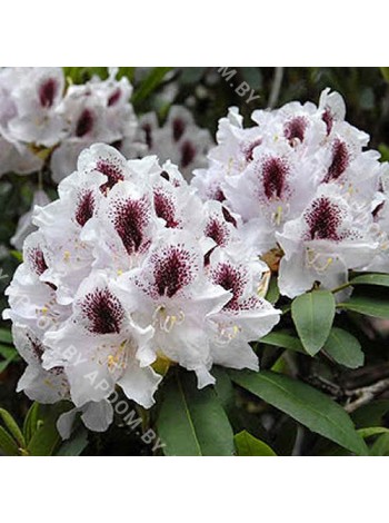 Рододендрон Кальсап (Rhododendron Calsap)
