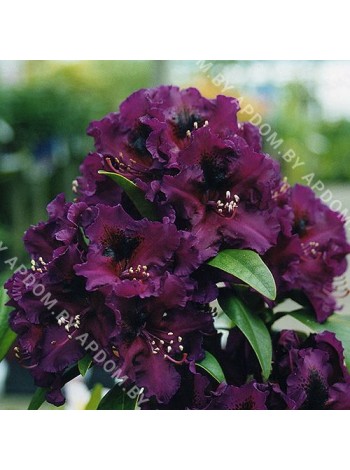 Рододендрон Пёпл Сплендор (Rhododendron Purpure Splendor)