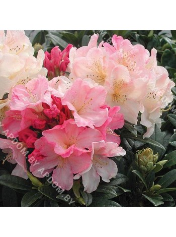 Рододендрон Перси Вайсман (Rhododendron Percy Wiseman)