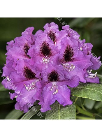 Рододендрон Распутин (Rhododendron Rasputin)