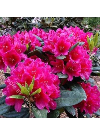 Рододендрон Хелликки (Rhododendron Hellikki)