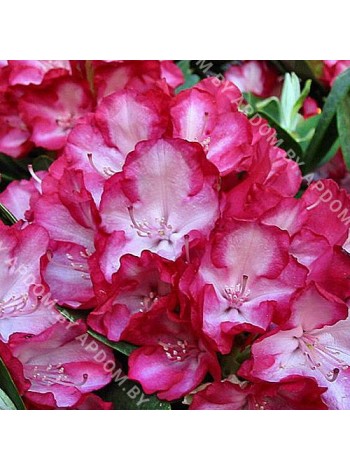 Рододендрон Энн Линдсей (Rhododendron Ann Linsday)