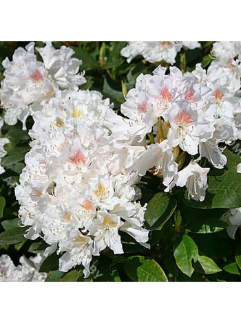 Рододендрон Эскимо (Rhododendron Eskimo)