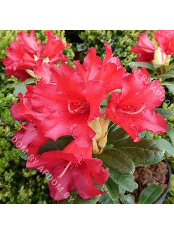 Рододендрон Бенгал (Rhododendron Bengal)