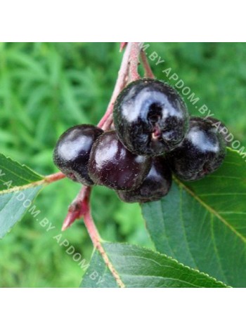Арония черноплодная (Aronia arbutifolia f. Macrocarpa)
