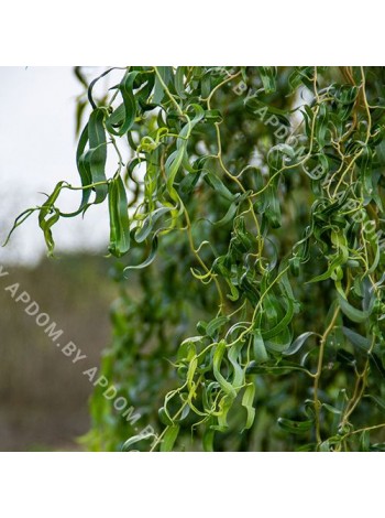 Ива спиралевидная Эритрофлексиоза (Salix 'Erythroflexuosa')