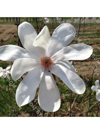 Магнолия Лебнера Мерилл (Magnolia loebneri Merrill)