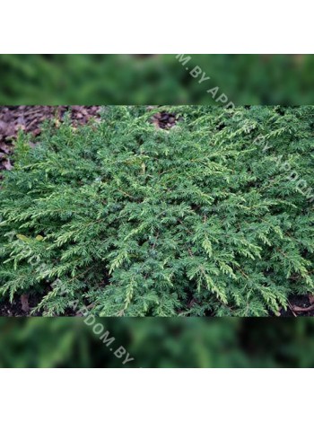 Можжевельник обыкновенный Грин Карпет (Juniperus communis Green Carpet)