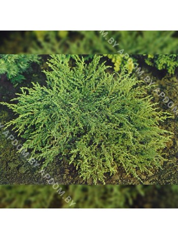 Можжевельник обыкновенный Репанда  (Juniperus communis Repanda)