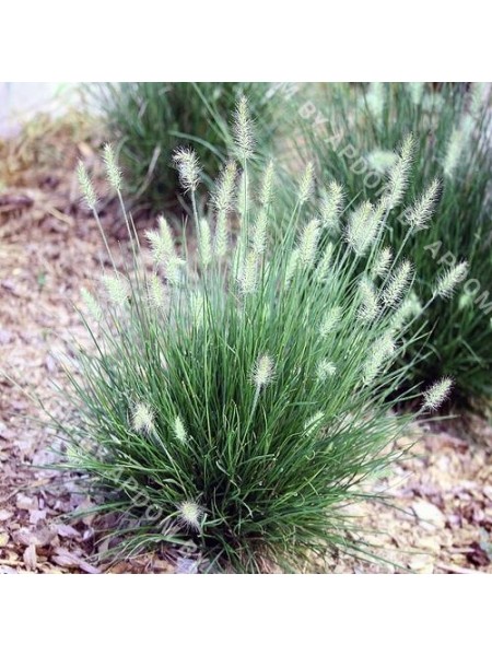 Пеннисетум лисохвостный Литтл Банни (горшок С1,5 - 1,5 л.)