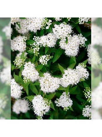 Спирея японская Альбифлора (Spiraea japonica Albiflora)