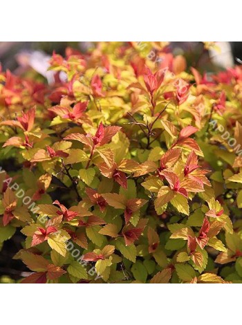 Спирея японская Файерлайт (Spiraea japonica Firelight)