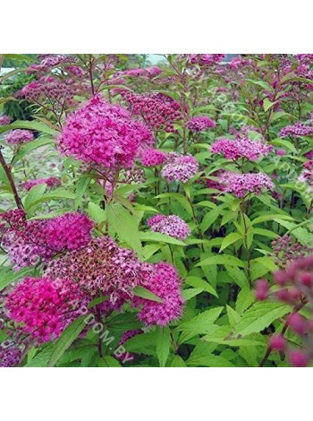 Спирея японская Фробели (Spiraea japonica Froebelii)