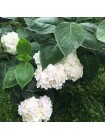 Гортензия Невеста (Hydrangea macrophylla Blushing Bride)