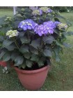 Гортензия Блю Хевен (Hydrangea macrophylla Blue Heaven)
