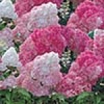 Гортензия метельчатая (Hydrangea paniculata)