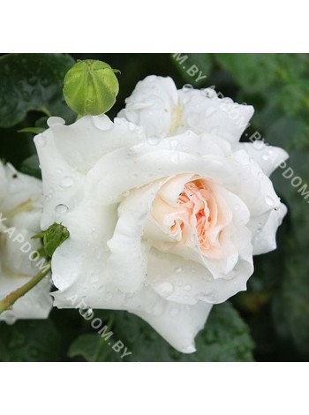 Роза Аспирин (Rosa Aspirin Rose)