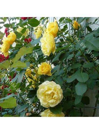 Роза Голден Парфюм (Golden Parfume)