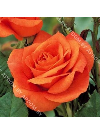 Роза Орандж Пейшн (Rosa Orange Passion)