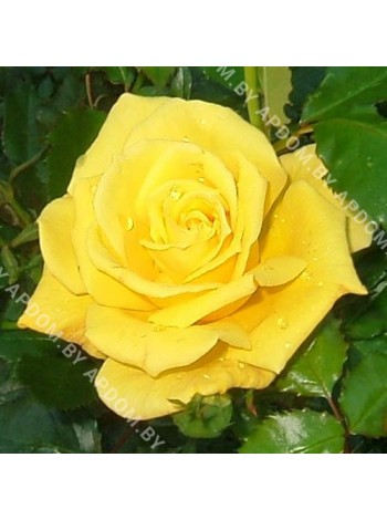 Роза Фризия (Rosa Friesia)
