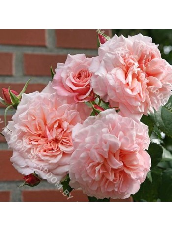 Роза Роуз де Толбиак (Rose de Tolbiac)