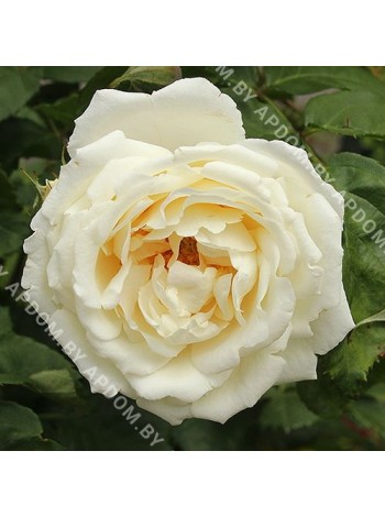 Роза Таксандрия (Taxandria)