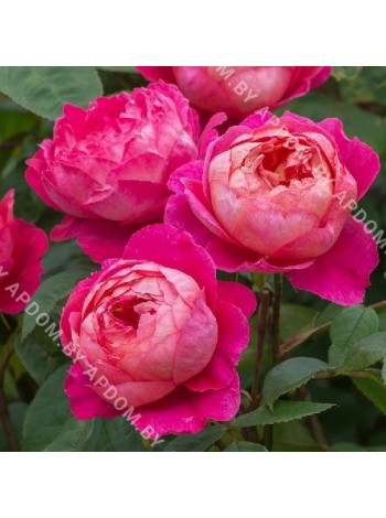 Роза Бенджамин Бриттен (Rosa Benjamin Britten)