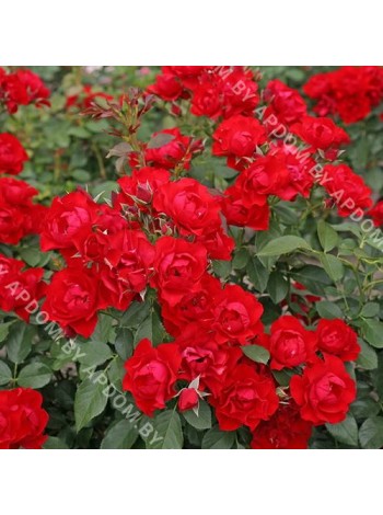 Роза Блек Форест Роуз (Rosa Black Forest Rose)