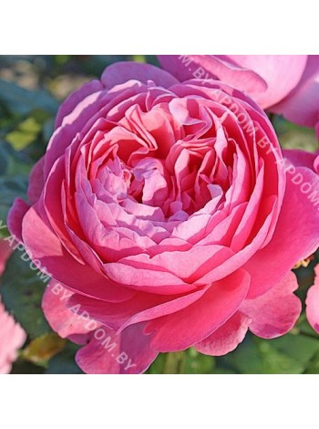 Роза Кёлнер Флора (Rosa Kölner Flora)