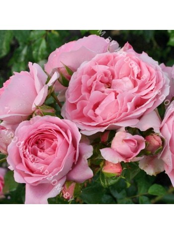 Роза Розенфее (Rosa Rosenfee )