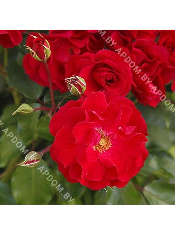 Роза Ротилия (Rosa Rotilia )