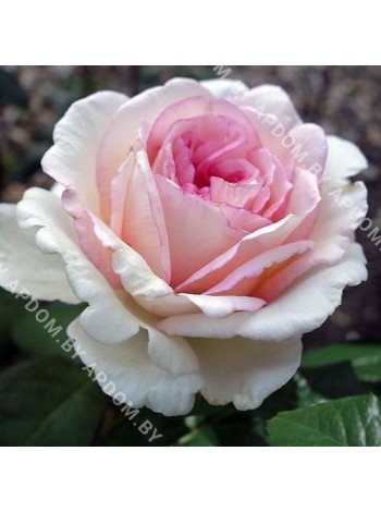 Роза Сувенир де Баден-Баден (Rosa Souvenir de Baden-Baden)