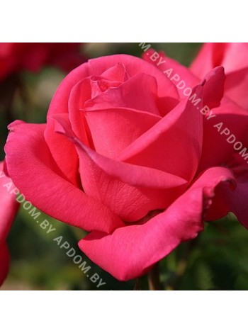 Роза Черри Леди (Rosa Cherry Lady)