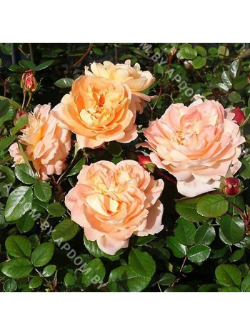 Роза Шёне фом Зее (Rosa Schöne vom See)