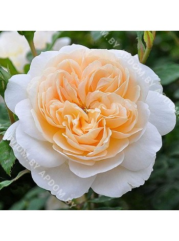 Роза Крокус Роуз (Rosa Crocus Rose)