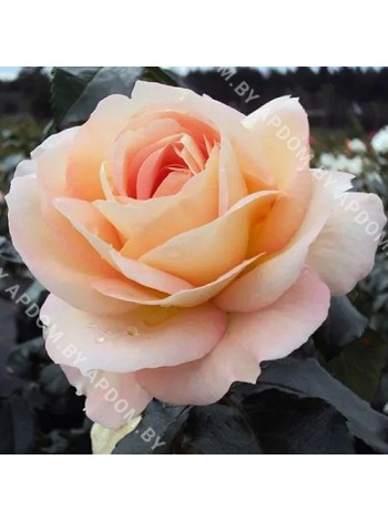 Роза Мария Антуанетта (Rosa Marie Antoinette)